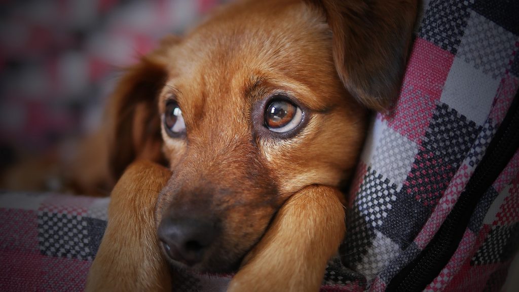 are donuts safe for dogs